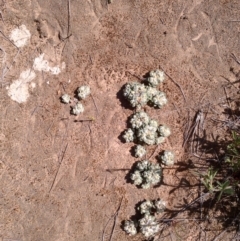 Actinobole uliginosum (Flannel Cudweed, Cotton Weed) at Jones Creek, NSW - 9 Oct 2014 by abread111