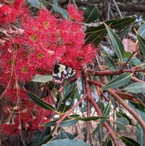 Delias aganippe at Currawang, NSW - suppressed