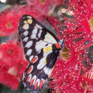 Delias aganippe at Currawang, NSW - suppressed