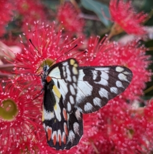 Delias aganippe at Currawang, NSW - suppressed