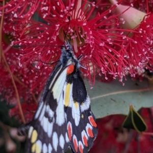 Delias aganippe at Currawang, NSW - suppressed