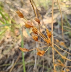 Burchardia umbellata (Milkmaids) at Albury - 24 Jan 2021 by AaronClausen