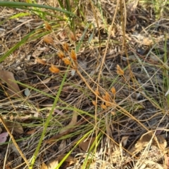 Burchardia umbellata at Albury, NSW - 25 Jan 2021 08:12 AM