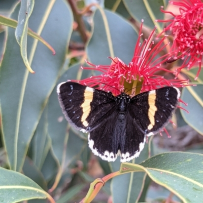 Eutrichopidia latinus (Yellow-banded Day-moth) at Currawang, NSW - 24 Jan 2021 by camcols