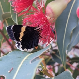 Eutrichopidia latinus at Currawang, NSW - 24 Jan 2021