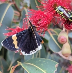 Eutrichopidia latinus at Currawang, NSW - 24 Jan 2021