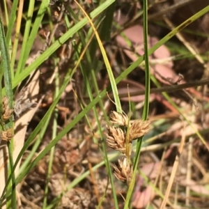 Carex inversa at Majura, ACT - 24 Jan 2021 10:46 AM