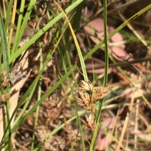 Carex inversa at Majura, ACT - 24 Jan 2021