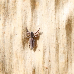 Holoplatys sp. (genus) (Unidentified Holoplatys jumping spider) at O'Connor, ACT - 24 Jan 2021 by ConBoekel