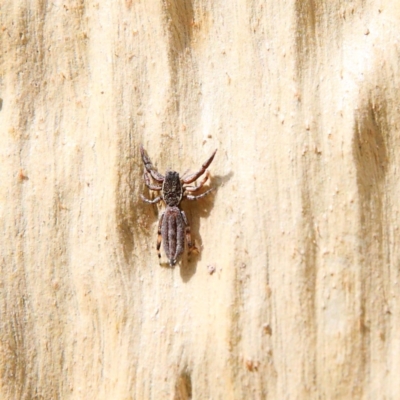 Holoplatys sp. (genus) (Unidentified Holoplatys jumping spider) at Dryandra St Woodland - 24 Jan 2021 by ConBoekel