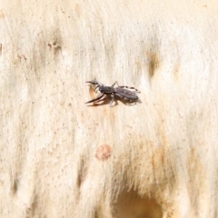 Holoplatys sp. (genus) at O'Connor, ACT - 24 Jan 2021