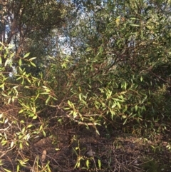 Acacia verniciflua (Varnish Wattle) at West Albury, NSW - 25 Jan 2021 by Alburyconservationcompany