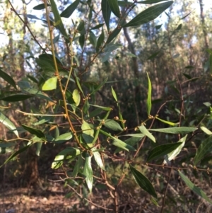 Acacia verniciflua at West Albury, NSW - 25 Jan 2021 08:19 AM