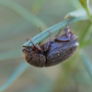 Melolonthinae sp. (subfamily) at O'Connor, ACT - 21 Jan 2021