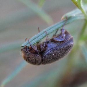 Melolonthinae sp. (subfamily) at O'Connor, ACT - 21 Jan 2021