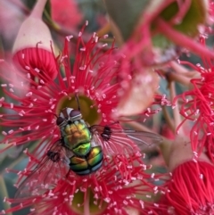 Rutilia (Chrysorutilia) formosa (A Bristle fly) at Currawang, NSW - 24 Jan 2021 by camcols