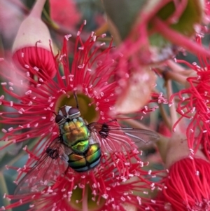 Rutilia (Chrysorutilia) formosa at Currawang, NSW - suppressed