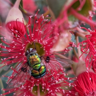 Rutilia (Chrysorutilia) formosa (A Bristle fly) at Currawang, NSW - 24 Jan 2021 by camcols