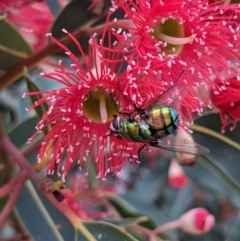 Rutilia (Chrysorutilia) formosa at Currawang, NSW - suppressed