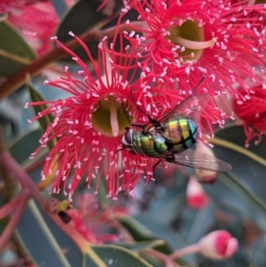 Rutilia (Chrysorutilia) formosa at Currawang, NSW - suppressed