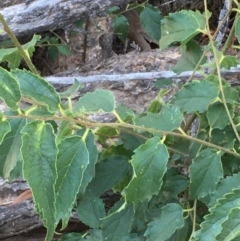 Celtis australis (Nettle Tree) at Mount Ainslie - 22 Jan 2021 by JaneR