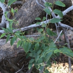 Celtis australis at Majura, ACT - 22 Jan 2021 11:10 AM