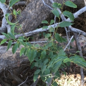 Celtis australis at Majura, ACT - 22 Jan 2021 11:10 AM