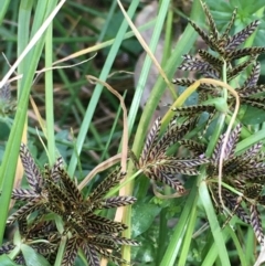 Cyperus sanguinolentus (A Sedge) at Majura, ACT - 24 Jan 2021 by JaneR