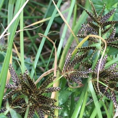 Cyperus sanguinolentus (A Sedge) at Mount Ainslie - 24 Jan 2021 by JaneR