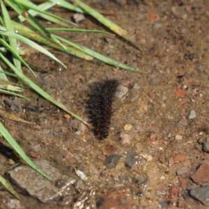 Amata (genus) at Aranda, ACT - 1 Nov 2020