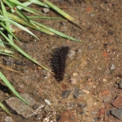 Amata (genus) (Handmaiden Moth) at Aranda, ACT - 1 Nov 2020 by Tammy
