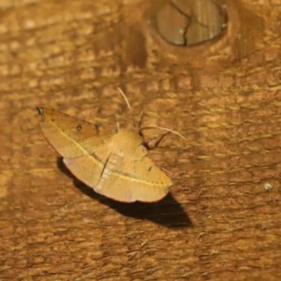 Oenochroma vinaria (Pink-bellied Moth, Hakea Wine Moth) at Cook, ACT - 27 Jan 2020 by Tammy