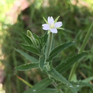 Epilobium hirtigerum at Majura, ACT - 24 Jan 2021 11:54 AM