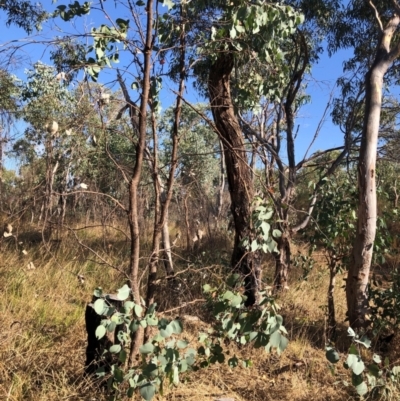 Eucalyptus albens (White Box) at Albury - 24 Jan 2021 by AaronClausen