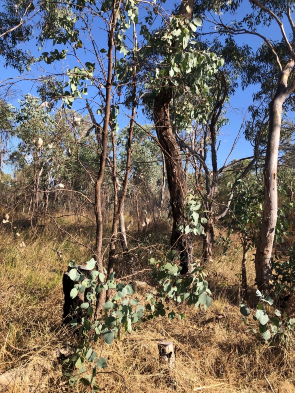 Eucalyptus albens at Albury, NSW - 25 Jan 2021