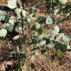 Eucalyptus albens at Albury, NSW - 25 Jan 2021 08:52 AM