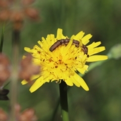 Helicoverpa (genus) (A bollworm) at Goorooyarroo NR (ACT) - 6 Nov 2020 by Tammy