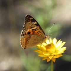 Junonia villida (Meadow Argus) at Mount Taylor - 20 Jan 2021 by MatthewFrawley