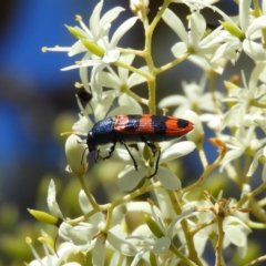 Castiarina crenata (Jewel beetle) at Mount Taylor - 20 Jan 2021 by MatthewFrawley