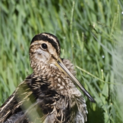 Gallinago hardwickii (Latham's Snipe) at Jerrabomberra Wetlands - 20 Jan 2021 by davidcunninghamwildlife