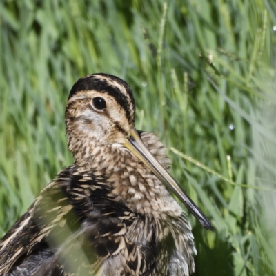 Gallinago hardwickii (Latham's Snipe) at Fyshwick, ACT - 20 Jan 2021 by davidcunninghamwildlife