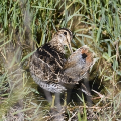 Gallinago hardwickii at Fyshwick, ACT - 21 Jan 2021