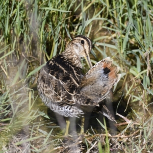 Gallinago hardwickii at Fyshwick, ACT - 21 Jan 2021 09:17 AM