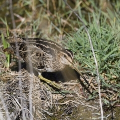 Gallinago hardwickii at Fyshwick, ACT - 21 Jan 2021 09:17 AM