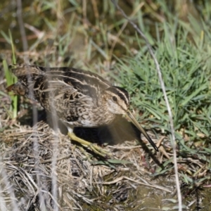 Gallinago hardwickii at Fyshwick, ACT - 21 Jan 2021