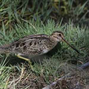 Gallinago hardwickii at Fyshwick, ACT - 21 Jan 2021 09:17 AM