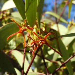 Muellerina eucalyptoides at Chifley, ACT - 20 Jan 2021