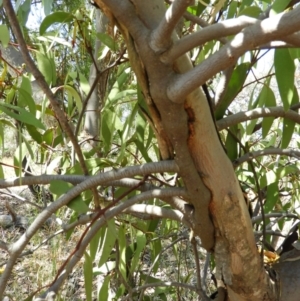 Muellerina eucalyptoides at Chifley, ACT - 20 Jan 2021 03:43 PM