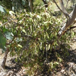 Muellerina eucalyptoides at Chifley, ACT - 20 Jan 2021 03:43 PM