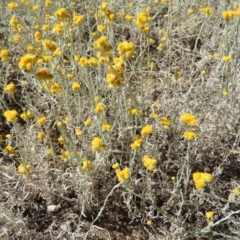 Chrysocephalum apiculatum (Common Everlasting) at Mount Taylor - 20 Jan 2021 by MatthewFrawley